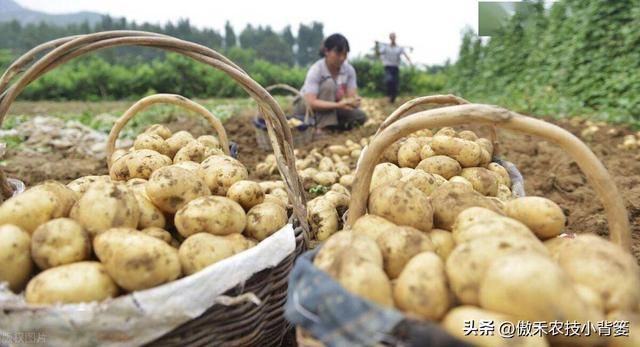 想让土豆更高产，重点抓住这4点！建议收藏