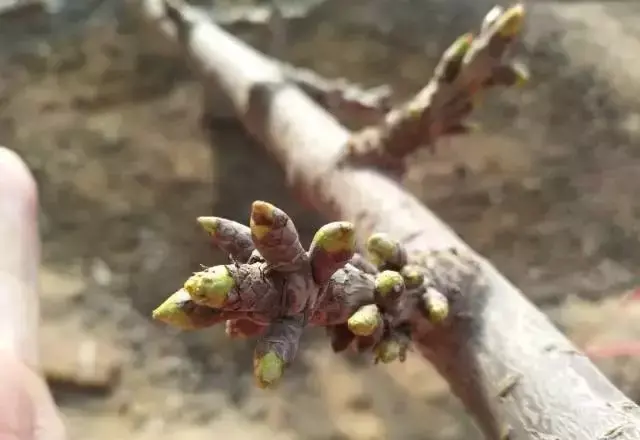 大棚种植大樱桃，温度和湿度如何管控？