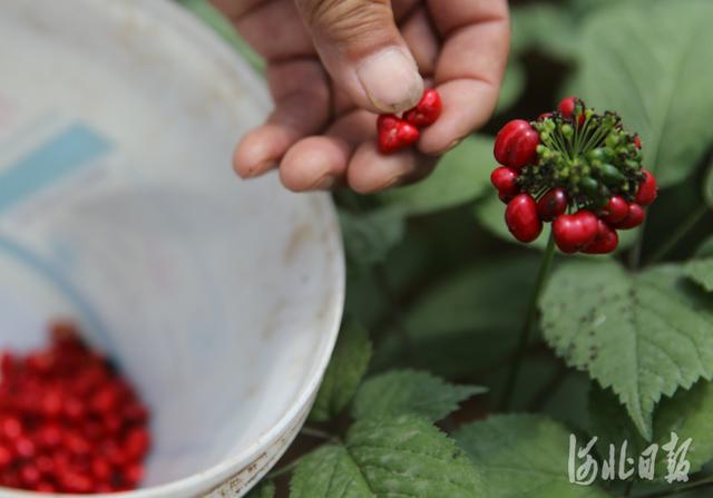 河北承德：人参特色种植助农增收