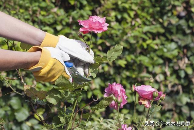 从月季小苗到正面花墙。养藤月牢记这5点，必爆花