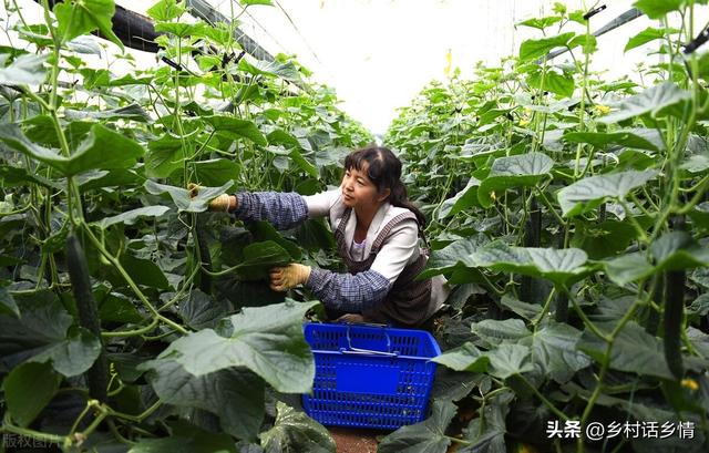 一年二十四节气蔬菜种植时间，什么时候种什么菜，一看就明白