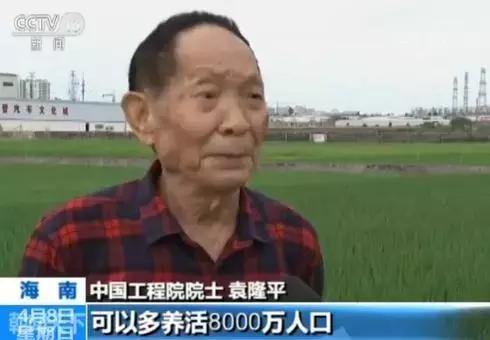 袁隆平改良的海水稻海南种植成功，亿亩能多养活8000万人