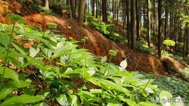 探秘！文山三七种植新模式！