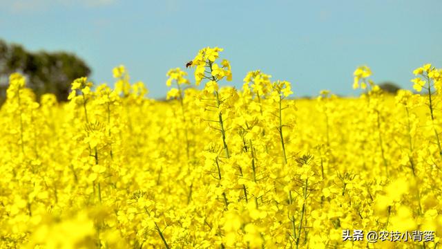 高产油菜有哪些种植管理技巧？从种到收重点抓好这8点