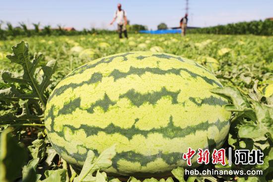 张家口桥东区：西瓜种植铺就“甜蜜”致富路