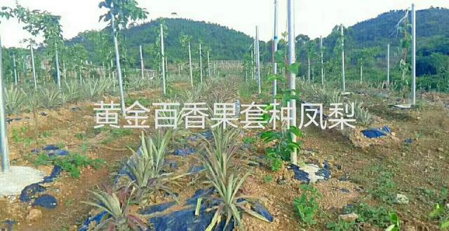 高端水果如何种植更赚钱？