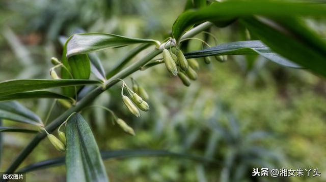 如何人工种植黄精？种植过程中需注意6个技巧