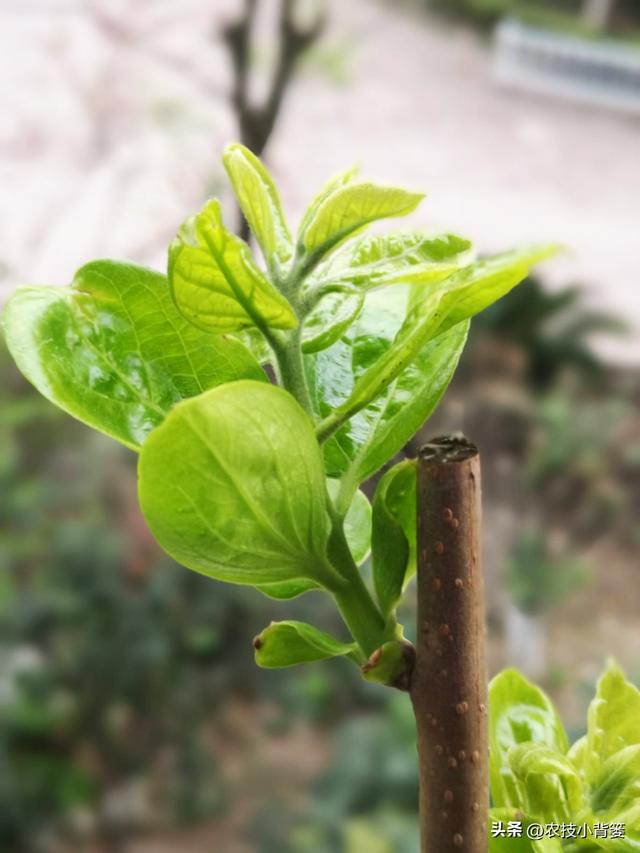 果树萌芽期、花芽分化期、花期、结果期各需要怎样的温度与湿度？