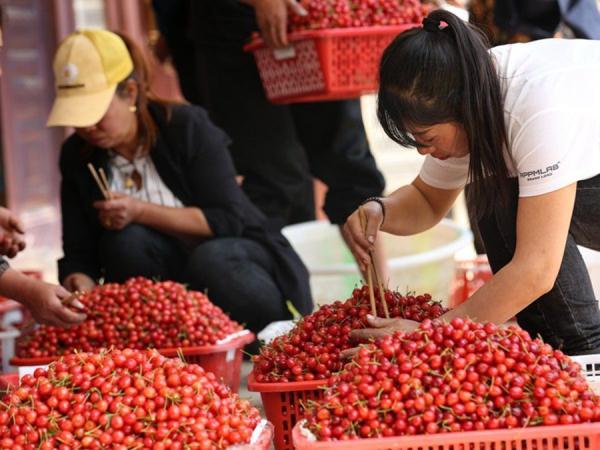 贵州毕节：樱桃叶底红 村民采收忙