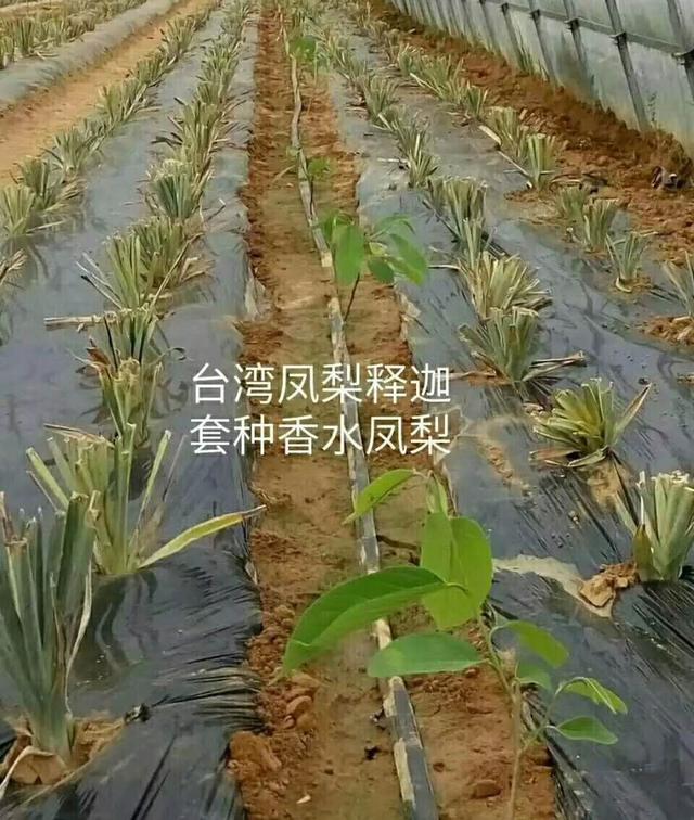 高端水果如何种植更赚钱？