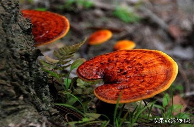 林下仿野生灵芝，高产高效栽培技术，种植过程中这些需要了解一下