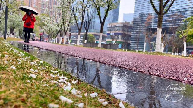 高新花事丨浪漫得犯规了！ 300株早樱盛放吉泰路市政公园