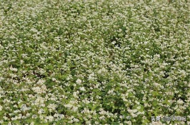 科学种植新技术新高点，荞麦高产种植技术要点，实用好文