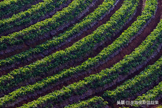 还不知道怎么种植市场价值这么高的蓝靛果？学会这四步轻松搞定