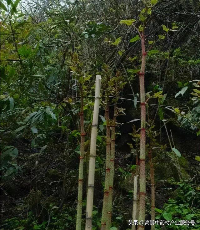 高鹏说药材：发展虎杖种植前景可观