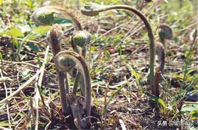 薇菜栽培技术，今天就告诉你详细技术！菜农看过来