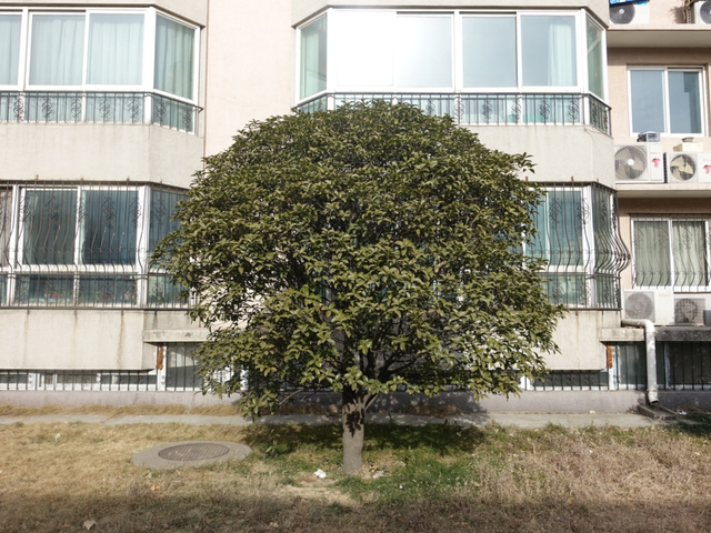 这些常绿阔叶植物，让北京的冬天不再萧瑟