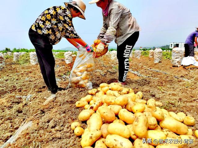 想让土豆更高产，重点抓住这4点！建议收藏