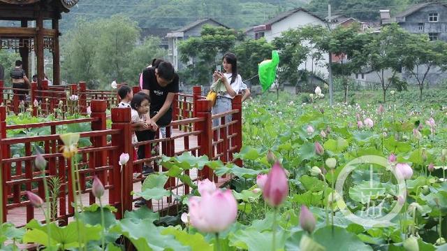 扶贫印记——太空莲让平所村民走上致富路