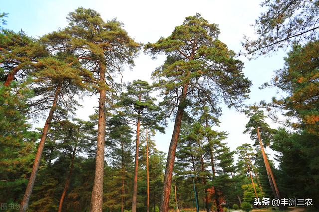 红松种植培育技术与病虫害防治，提高红松的造林质量，来学习一下