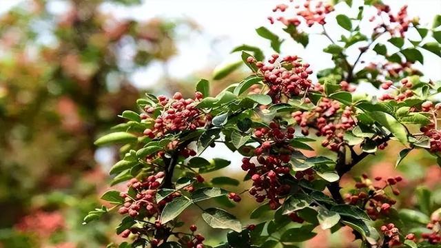 花椒的智能水肥一体栽培技术