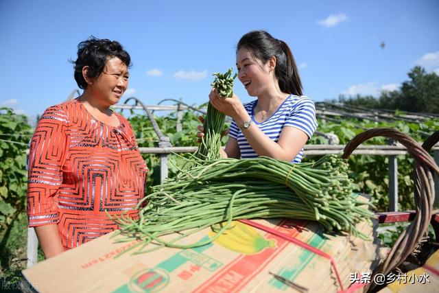 豇豆高产种植有技巧？老师傅教你6点，豇豆多开花、多结荚