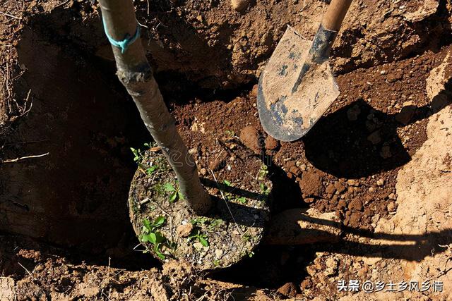 植树时埋土应该怎么做？记住口诀“三二一一”，根根树都能成活