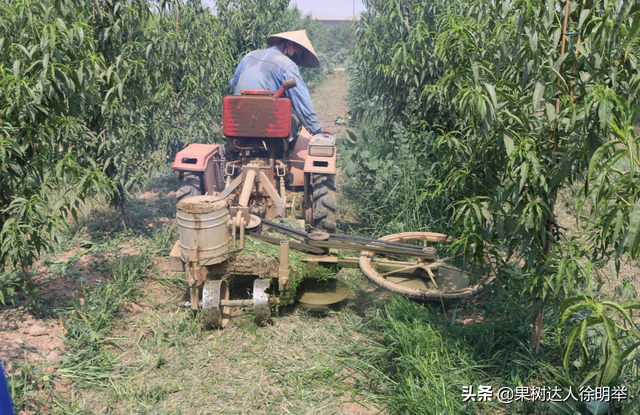 种植桃树合理安排施肥，同时进行种草，对于提升品质有帮助