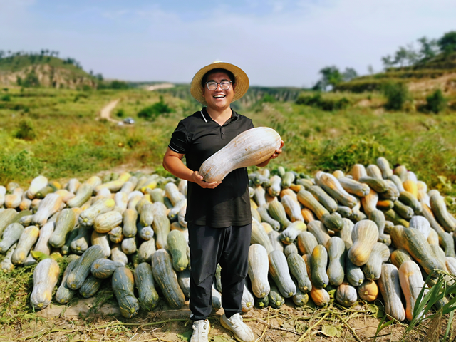 种植基地里好“丰”景 榆林农户喜收160多万斤南瓜