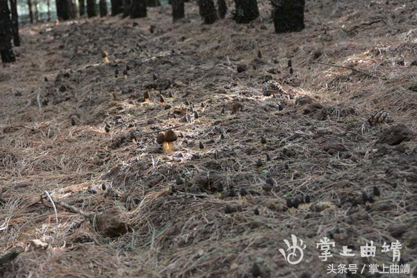 会泽推广食用菌林下仿野生种植带动林农增收