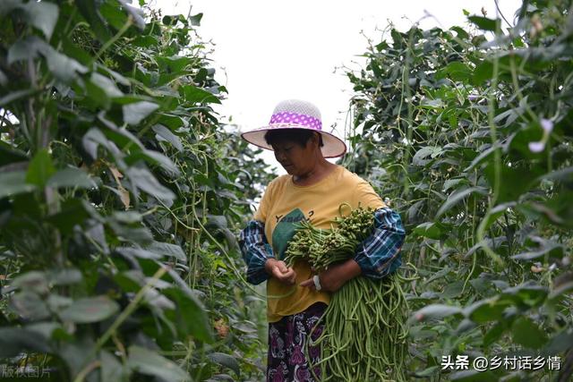 种植豆角和菜豆，先学会花前花后管理技巧，开花结荚一茬接一茬