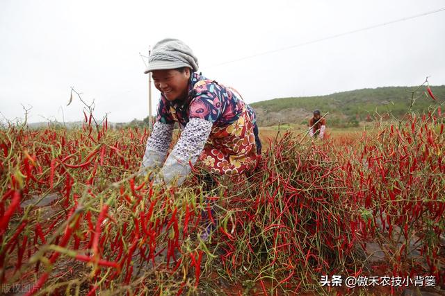 辣椒如何施肥才能更高产？建议农民注意这几点