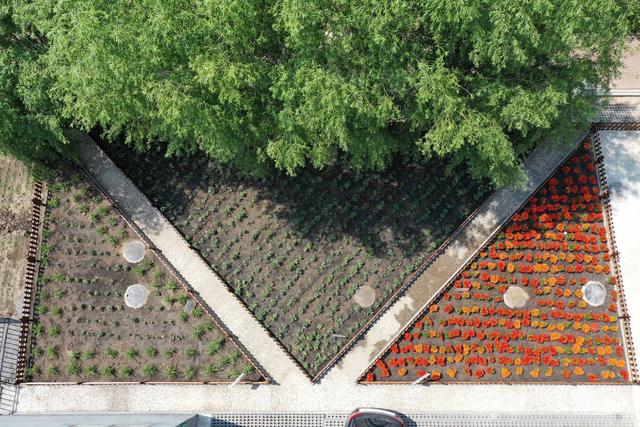 药圃无凡草 药香蕴仁心 长春中医药大学附属第三临床医院积极打造杏林药圃