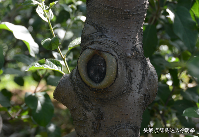 苹果全年管理想要做好，萌芽前的管理很关键