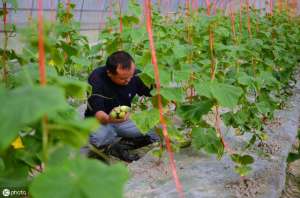 黄瓜苗种植(种植黄瓜，4个栽苗技巧，1个吊蔓技巧，黄瓜长势齐，产量高)