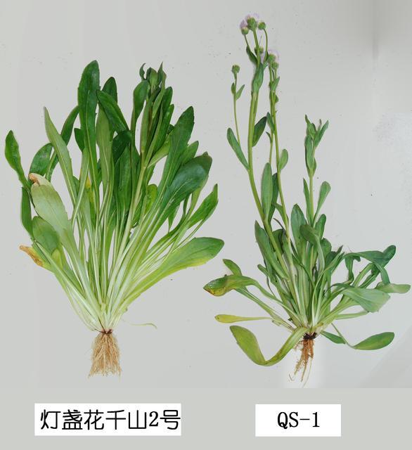 了不起！他们选育的2个灯盏花新品种，占云南全省种植面积的八成