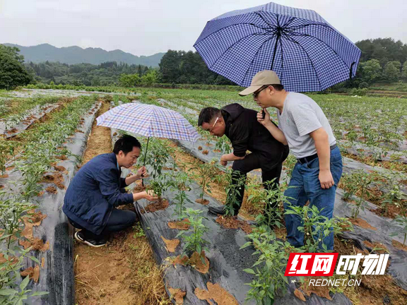 湘西州2021年上半年种植业经济形势稳中向好