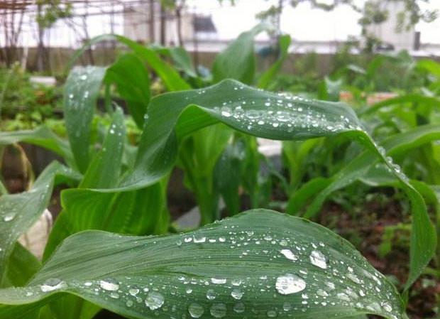 应对连日阴雨 这份种植业生产应对措施请收好