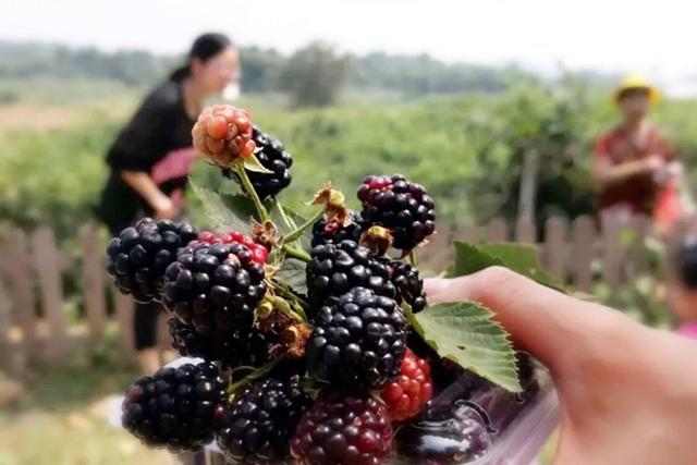 黑莓种植指南：如何在自家花园种植产量丰硕的黑莓？