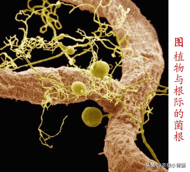 蓝莓栽培实用技术（二）：如何选地改土、满足冷温量、培养菌根？