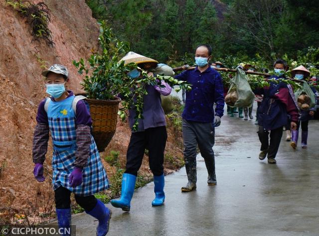 广西龙胜：苗乡油茶种植忙