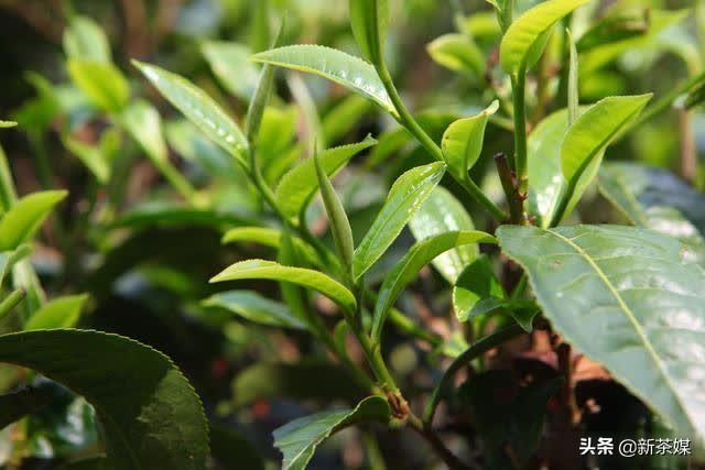 从茶树对土壤的要求解释古树茶为什么那么好