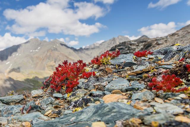 红景天的人工栽培及其发展前景，以及田间管理与病虫害防治？