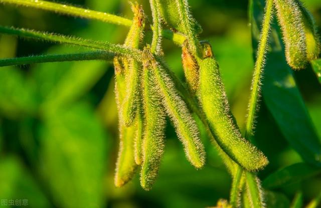 大豆种植，根部病虫害发生特点，及防治对策分析，一起来看看吧