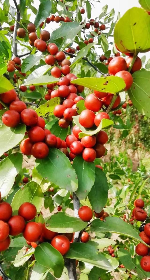 酸枣高产种植技术