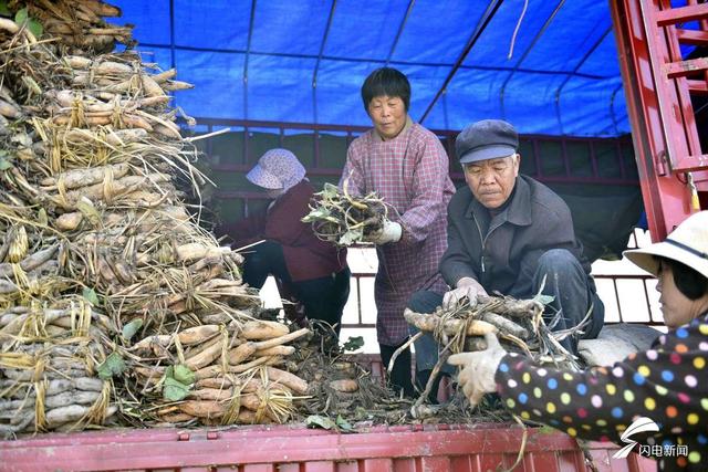 组图：增效增收！临沂郯城“太空观赏莲”种植忙