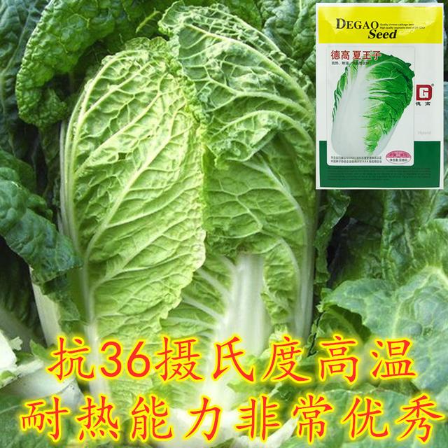 现在在农村，有什么耐热的蔬菜可以种？这两款蔬菜种，推荐农户