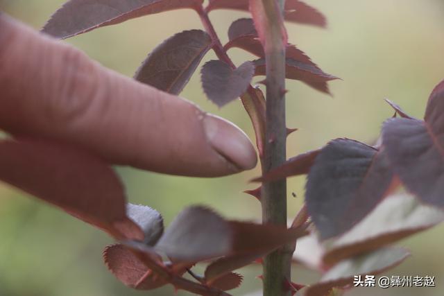 冬天到了，该给玫瑰花保暖了——预防大棚玫瑰出现冻害的5个方法