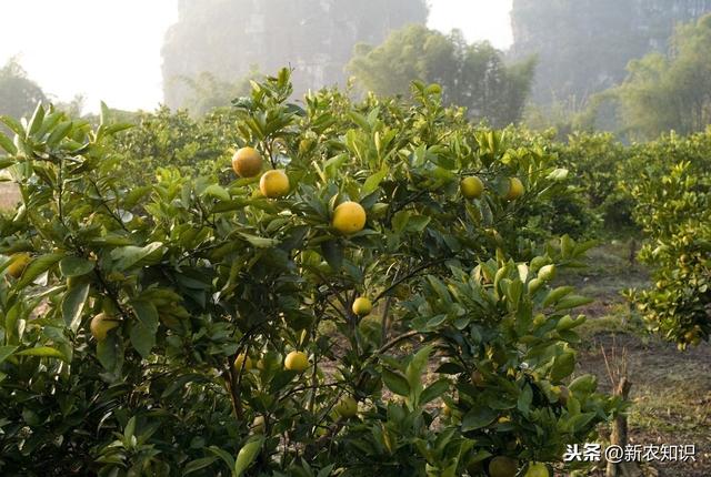 新农知识——果树栽培管理措施及种植技术，要点分析