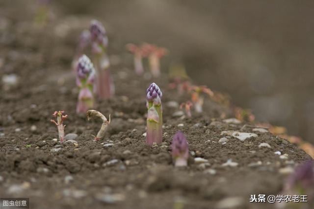 想种好芦笋？没那么容易！这些种植方法和栽后管理，全都不能错过